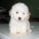 mi cachorrito tobby